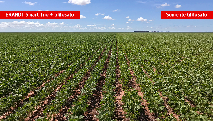 Lavoura de soja em Luiz Eduardo Magalhães, BA - Safra 2017/2018